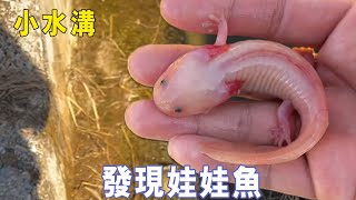 Ajie found cute pink salamander with long feet on mini outdoor adventure.