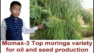 Momax and Momax-3 cultivation for oil|High yielding seed varieties of moringa|Most popular variety