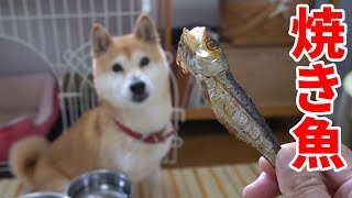 柴犬小春　焼き魚に燃やす執念！最近の犬のオヤツってやつは旨すぎやろー！