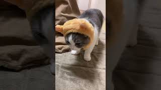 なんか変だぞ！？子猫ぼぶお #kitten #子猫 #ブリティッシュショートヘア#shorts