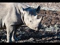 Victoria Falls Bush Dinner & Game Drive, Zimbabwe, Africa