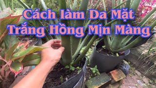 Cách làm Da Trắng Hồng Mịn Màng tự nhiên . PHAN HẢI Channel