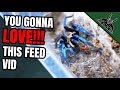 FEEDING mah TARANTULAS