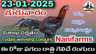 23 January 2025 Today winning colours//Nanifarms Atoz channel //kukkutasastram telugu #colorupdate