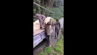 馬烈霸茶園 下肥，樂菁茶業 馬烈霸部落茶園 施肥記錄