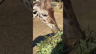 キリンのお食事🦒#shorts #giraffe #zoo #キリン#動物園#きりん#🦒#kids#もぐもぐタイム