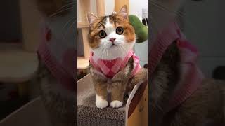 "Pawsitively Adorable: A Compilation of Cute Cat Reactions"