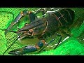 How to catch YABBIES and have fun!