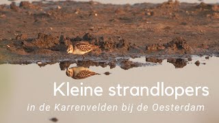 Kleine strandlopers in de Karrenvelden #1054