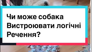 Чи розуміє собака створені речення?