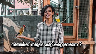 നമ്മുടെ കിളികളെ എന്തിനാണ് കൊടുക്കുന്നത് | All of our birds are being sold| കുഞ്ഞുങ്ങൾ എല്ലാം വലുതായി