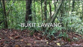 Bukit Lawang, Indonesia (Zo & Marimar Episode: 7)