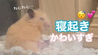 寝起きの寝癖付きキンクマハムスターがかわいすぎる😂【ベタ慣れ】