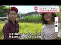 小学生が稲刈り体験「おにぎりを作って食べたい！」（静岡県下田市）