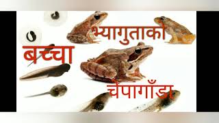 कसको बच्चालाई  के भनिन्छ ?