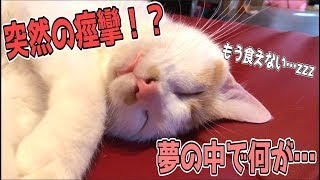 【夢見る猫】寝ている最中体がめっちゃ痙攣しちゃう猫