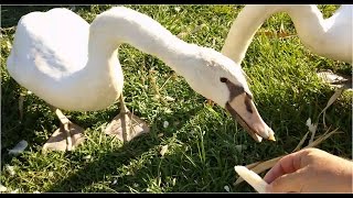 ヒナ２羽親子パン緑地鳥の餌沼中 20160904  手賀沼親水公園周辺のハクチョウ白鳥スワンSWANS