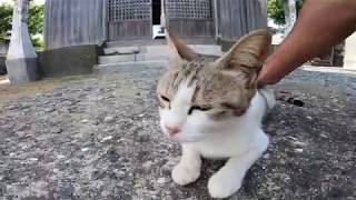 神社にいた野良猫をナデナデしてきた