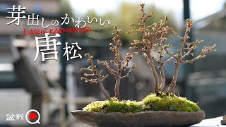 Group planting of Japanese pine trees. [Bonsai Q]