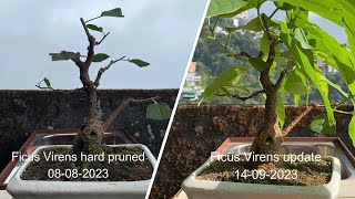 Ficus Virens Bonsai