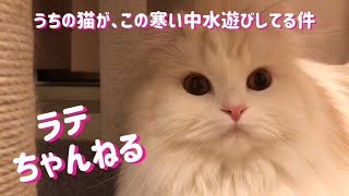 【猫の癒し】冬でも水で遊びたいモフ猫