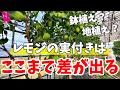 【秋のレモンハウス】栽培法の違いで明らかに差が出てしまいました