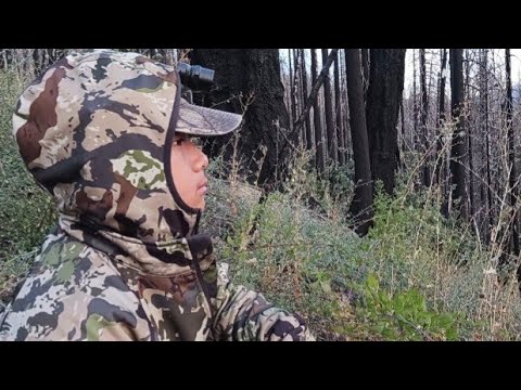 CALIFORNIA B ZONE DEER HUNTING - YouTube