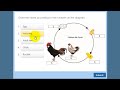 Life cycle of a chicken Lesson For Kids, Quiz And Worksheets pdf