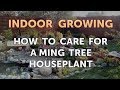 How to Care for a Ming Tree Houseplant