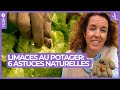 Limaces au potager : 6 méthodes naturelles pour les éloigner | Jardins et Loisirs