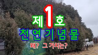 제1호 천연기념물이란! 그 가치는 얼마나! 왜, 1호인가?