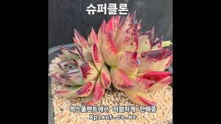 #슈퍼클론 #에보니 #다육이 #다육식물 #다육 #succulent #多肉植物 #다육싸게파는곳 엑스플랜트