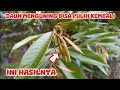 CARA MENGATASI POHON DURIAN YANG DAUNNYA MENGUNING DAN MATI PUCUK