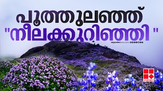 ഇടുക്കിക്ക് മാറ്റ് കൂട്ടി നീല പൂക്കാലം; വീണ്ടും വിരുന്നെത്തി 'നീലക്കുറിഞ്ഞി' വസന്തം | Neelakurinji