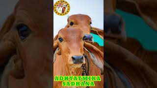 కపిల గోవు ఎందుకు ప్రత్యేక ప్రాధాన్యత ? Why Kapila cow is a special priority  ? Sri chaganti speeches