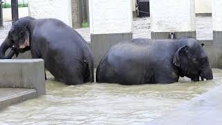 雨の日の動物園、ゾウ編【京都市動物園】