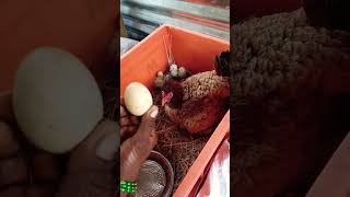 அடையில இருக்குற முட்டை எங்கடி எடுத்தேன் போற 🐤🐣🐣#tranding # கோழி#comedy #shortvideo