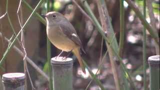 ジョウビタキさん メス　Daurian Redstart (female)