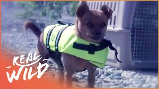 Chihuahua Saves The Life Of At Risk Beaver | Pet Heroes EP15