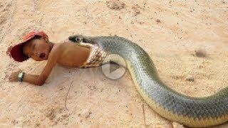 Primitive Technology: Simple DIY Python Snake Trap Using real hands That Work 100%