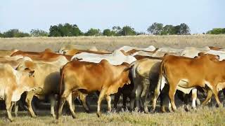 Boran cattle, Ol Pejeta conservancy