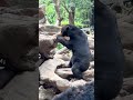 using hands and feet to eat original video sun bear