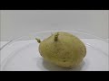 potato tuber sprouting time lapse video