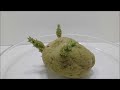 potato tuber sprouting time lapse video