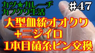 【カブトムシ・クワガタ】何ｇ！？大型血統オオクワガタとニジイロクワガタ幼虫の１本目菌糸ビン交換「カツ★ガレーヂカブクワ生活#47」