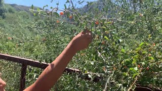 Cortando garambullos en Sonora