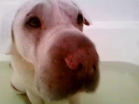 DOG BATH TIME HELP DOG BATH TIME HELP
