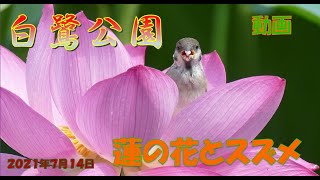 白鷺公園の蓮の花とスズメ（２０２１年７月１４日）動画