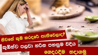 කූඹි කරදරේ එපාවෙලාද?  | How To Eliminate Ants | How To Get Rid of Ants Permanently | home remedies