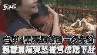 台中4黑天鵝雛鵝一夕失蹤　飼養員痛哭恐被魚虎吃下肚｜TVBS新聞 @TVBSNEWS01